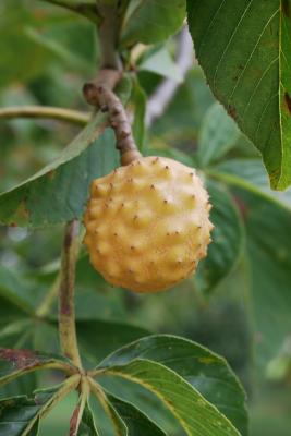 Aesculus glabra (Ohio Buckeye), fruit, mature
