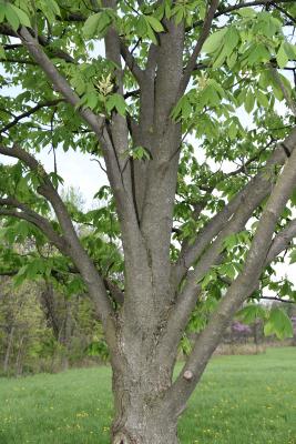 Aesculus glabra var. leucodermis (Whitebark Ohio Buckeye), bark, trunk