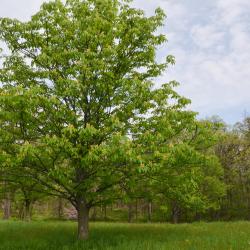 Aesculus glabra var. leucodermis (Whitebark Ohio Buckeye), habit, spring
