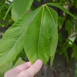 Aesculus glabra var. leucodermis (Whitebark Ohio Buckeye), leaf, upper surface