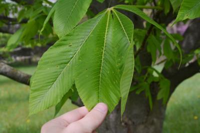 Aesculus glabra var. leucodermis (Whitebark Ohio Buckeye), leaf, upper surface