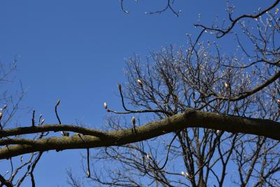 Aesculus glabra var. monticola (Oklahoma Buckeye), bark, branch