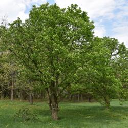 Aesculus glabra (Ohio Buckeye), habit, spring