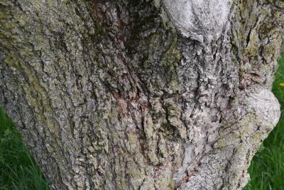 Aesculus glabra var. monticola (Oklahoma Buckeye), bark, mature