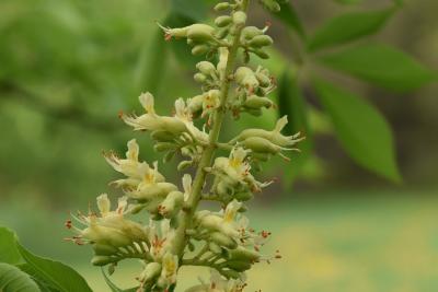 Aesculus glabra var. sargentii (Sargent's Ohio Buckeye), flower, side