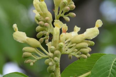 Aesculus glabra var. leucodermis (Whitebark Ohio Buckeye), flower, side