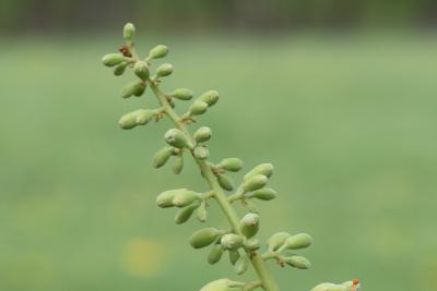 Aesculus glabra var. sargentii (Sargent's Ohio Buckeye), bud, flower