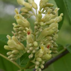 Aesculus glabra var. leucodermis (Whitebark Ohio Buckeye), flower, full