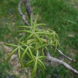 Aesculus glabra (Ohio Buckeye), leaf, spring