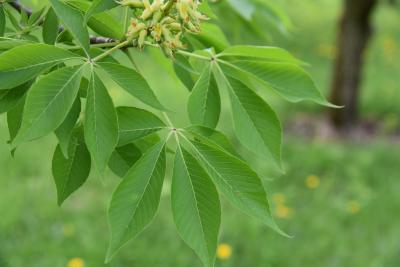 Aesculus glabra (Ohio Buckeye), leaf, upper surface