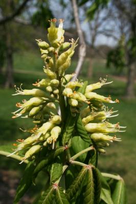 Aesculus glabra (Ohio Buckeye), inflorescence