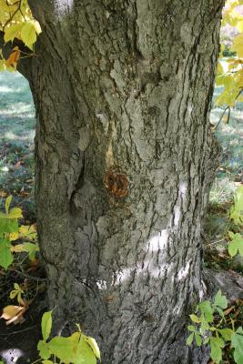 Aesculus turbinata (Japanese Horse-chestnut), bark, trunk