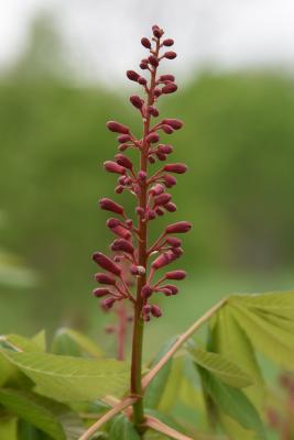 Aesculus pavia (Red Buckeye), bud, flower