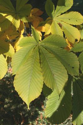 Aesculus turbinata (Japanese Horse-chestnut), leaf, fall