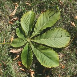 Aesculus turbinata (Japanese Horse-chestnut), leaf, upper surface