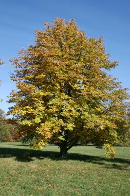 Aesculus turbinata (Japanese Horse-chestnut), habit, fall