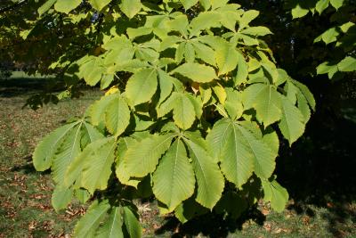 Aesculus turbinata (Japanese Horse-chestnut), leaf, fall