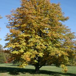 Aesculus turbinata (Japanese Horse-chestnut), habit, fall