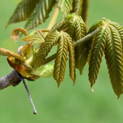 Aesculus turbinata 'Morton Variegated' (Morton Variegated Japanese Horse-chestnut), leaf, new