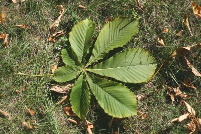 Aesculus turbinata (Japanese Horse-chestnut), leaf, upper surface