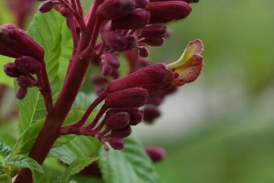 Aesculus pavia (Red Buckeye), flower, side
