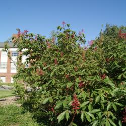 Aesculus pavia (Red Buckeye), habit, spring