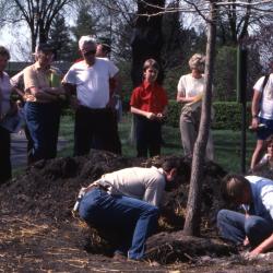 Crowd watching Tom Green and helper place tree in dug hole for Arborfest tree planting