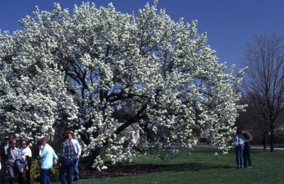 Visitors around crabapple with white flowers in bloom at Arborfest