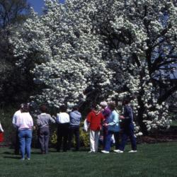 Crowd in front of crabapple in bloom at Arborfest