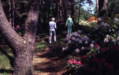 Arbor Day, two people walking in woods near blooming flowers