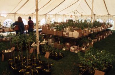 Members' Cooperative Research Program, plants in boxes in tent