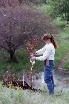 Woman tying ribbon on newly planted tree on berm on Arbor Day