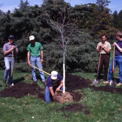 Doug Monroe removing burlap from tree for Arbor Day tree planting while employees hold shovels and watch