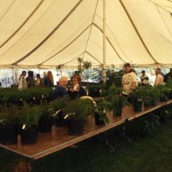 Customers shopping in Arbor Week Surplus Plant Sale tent