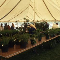 Visitors browsing in surplus plant sale tent during Arbor Week