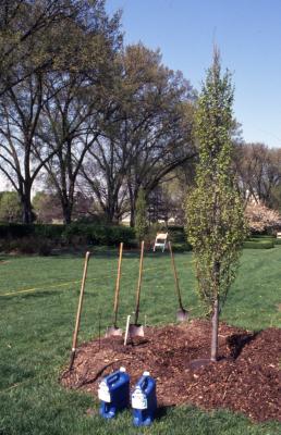 Shovels and water jugs near newly planted tree near Hedge Garden on Arbor Day