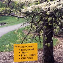  Arbor Week directional sign to Visitor Center under tree in bloom