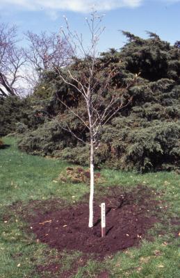 Newly planted Arbor Day tree and ID stake with trees and shrubs in background