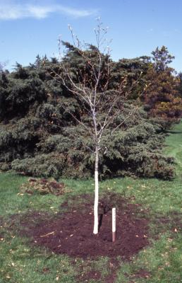 Newly planted Arbor Day tree with ID stake