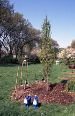 Shovels by newly planted tree with water jugs near Hedge Garden and crabapples in bloom on Arbor Day