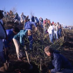 Crowd planting trees on the berm on Earth Day