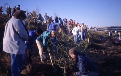 Crowd planting trees on the berm on Earth Day