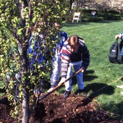 Boy shoveling soil over newly planted tree during Arbor Day tree planting near Hedge Garden