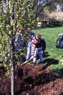 Boy shoveling soil over newly planted tree during Arbor Day tree planting near Hedge Garden