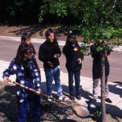 Young girls planting Arbor Day tree near sidewalk and road at Thornhill