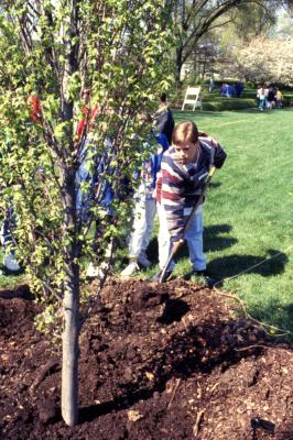 Boy shoveling soil over newly planted tree during Arbor Day tree planting near Hedge Garden