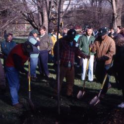 Employees shoveling soil around newly planted tree at Arbor Day employee tree planting