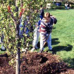 Boy shoveling soil over newly planted tree during Arbor Day tree planting near Hedge Garden