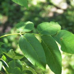 Fraxinus americana (White Ash), leaf, upper surface