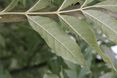 Fraxinus excelsior (European Ash), leaf, lower surface